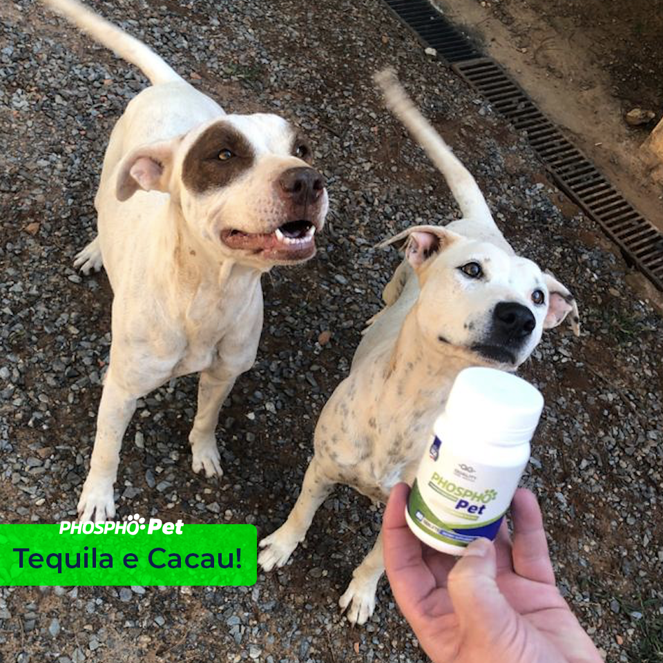 PHOSOHO PET - 120 comprimidos